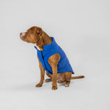 Dog Vest (Blue)